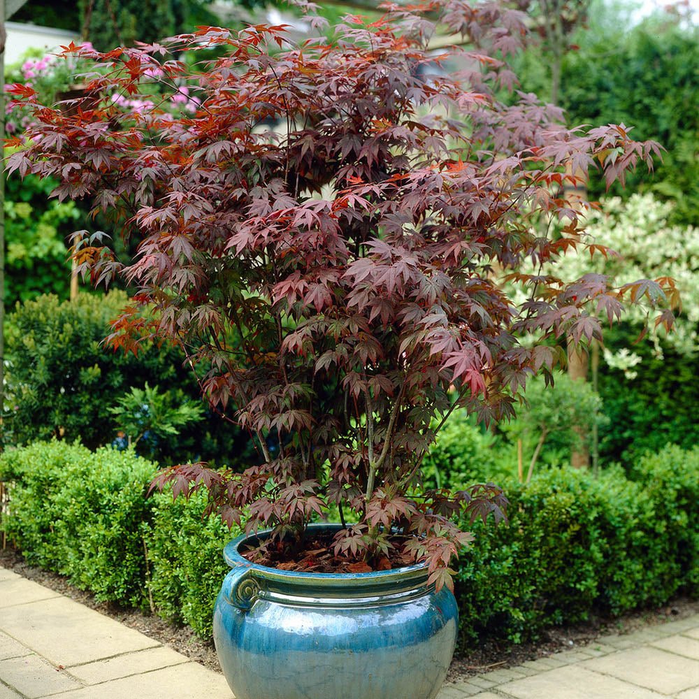 Artar Japonez Atropurpureum, cu frunzis rosu-purpuriu