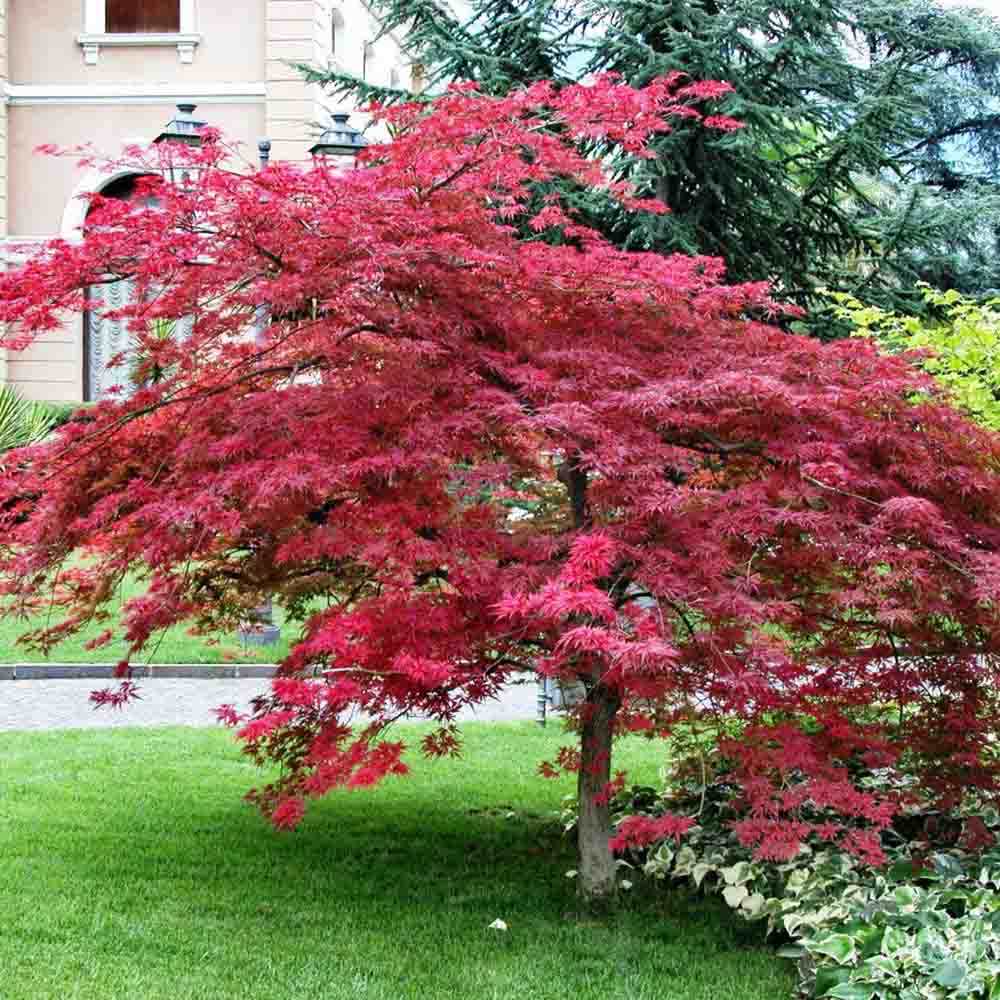 Artar Japonez Atropurpureum, cu frunzis rosu-purpuriu