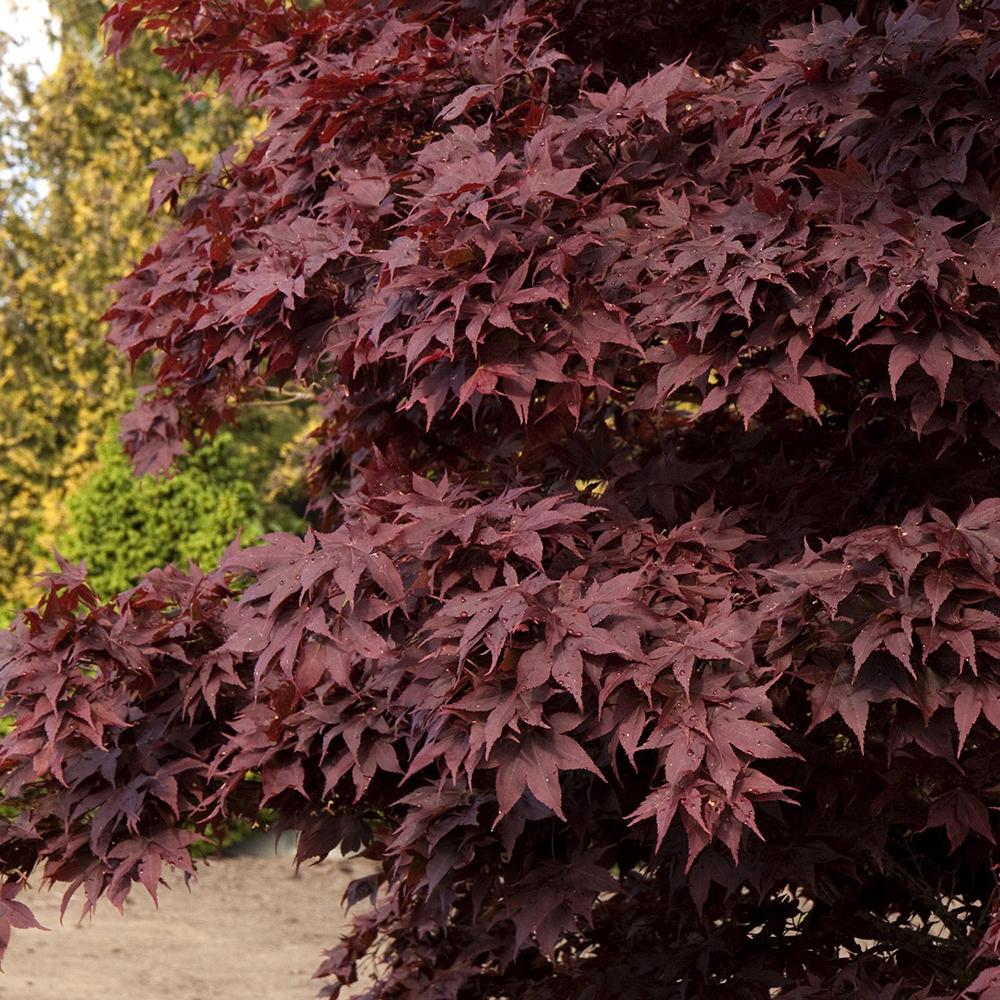 Artar Japonez Bloodgood, cu frunzis rosu-purpuriu