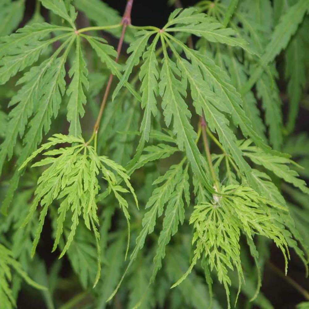 Artar Japonez Dissectum, cu frunzis verde