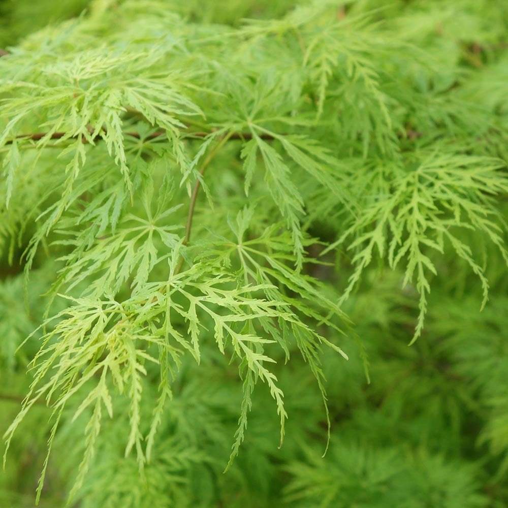 Artar Japonez Dissectum, cu frunzis verde, pe tulpina