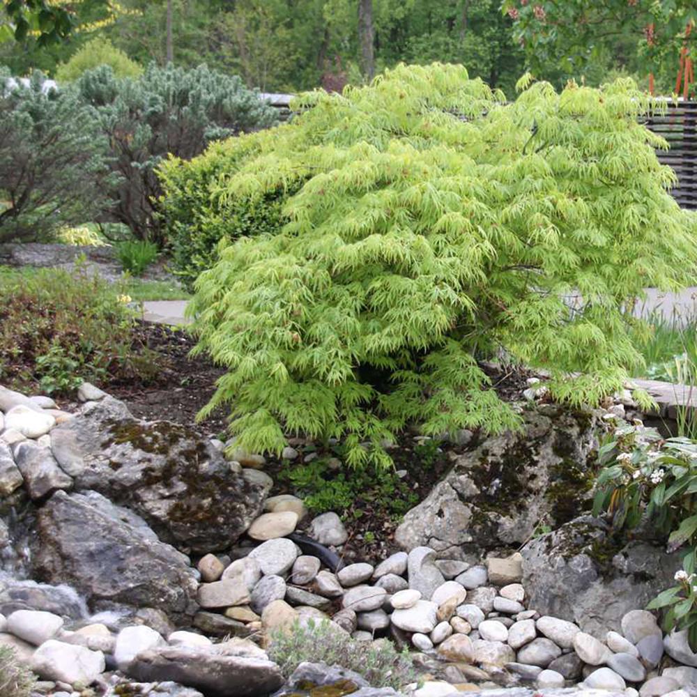 Artar Japonez Dissectum, cu frunzis verde, pe tulpina