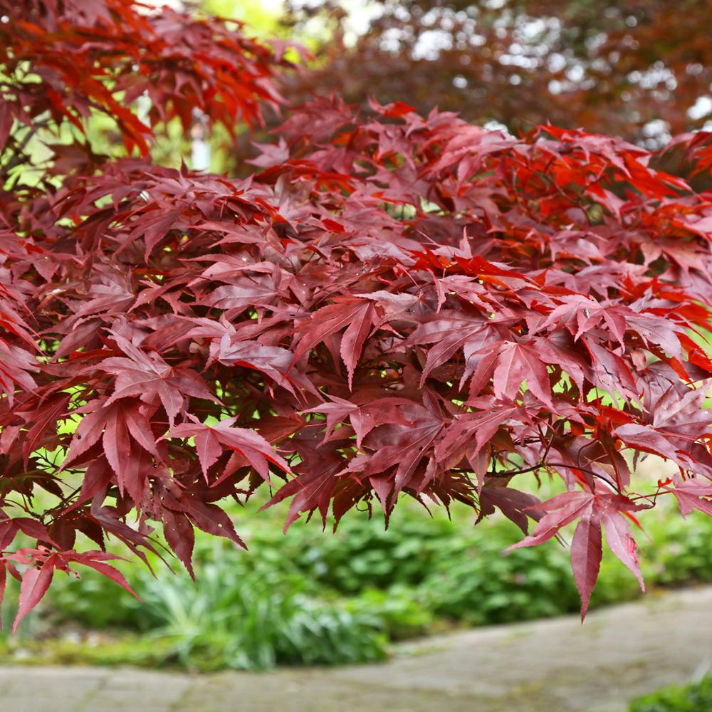 Artar Japonez Fireglow, cu frunzis rosu intens