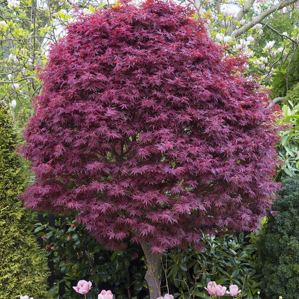 Artar Japonez Skeeters Broom, cu frunzis rosu - aprins