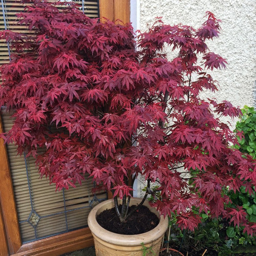 Artar Japonez Skeeters Broom, cu frunzis rosu - aprins
