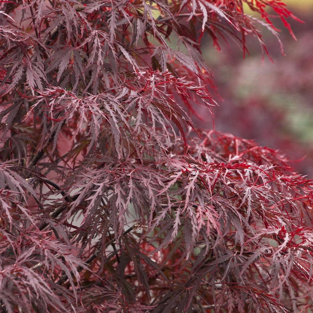 Artar Japonez Red Dragon, cu frunze rosii-purpuriu
