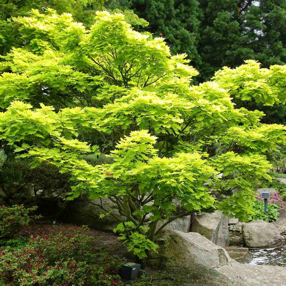 Artar Japonez Shirasawanum Aureum, cu frunzis auriu