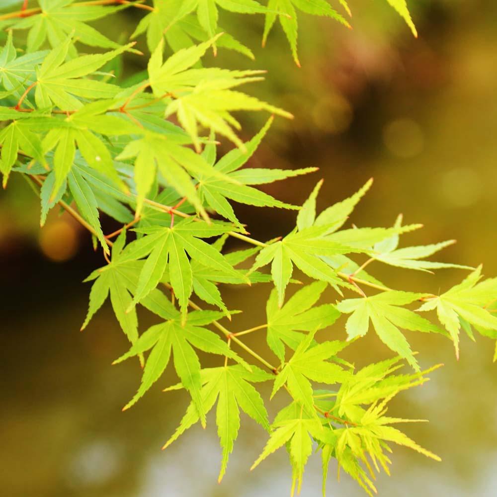 Artar Japonez Summergold, cu frunzis galben