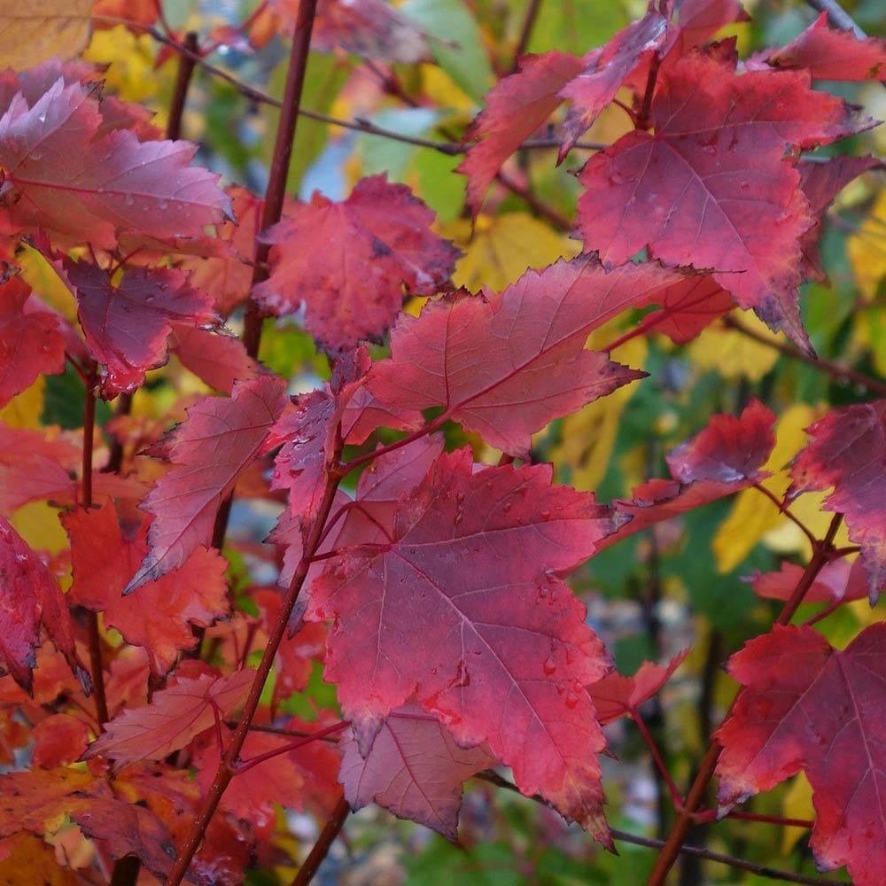 Artar Rosu Rubrum 'Summerred', cu frunzis rosu, colorit de toamna