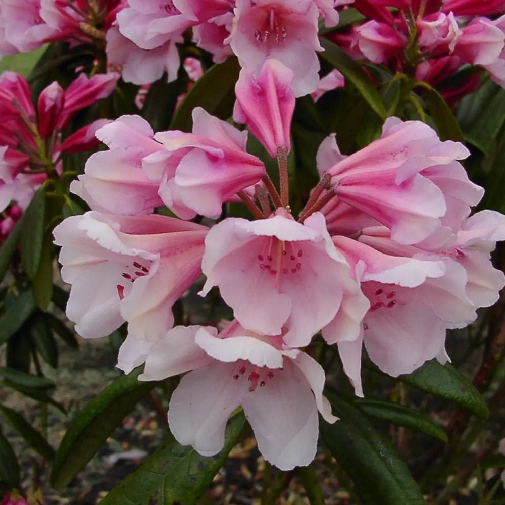 Azaleea Japoneza (Rhododendron) Dreamland, cu flori roz-alb-burgundiu