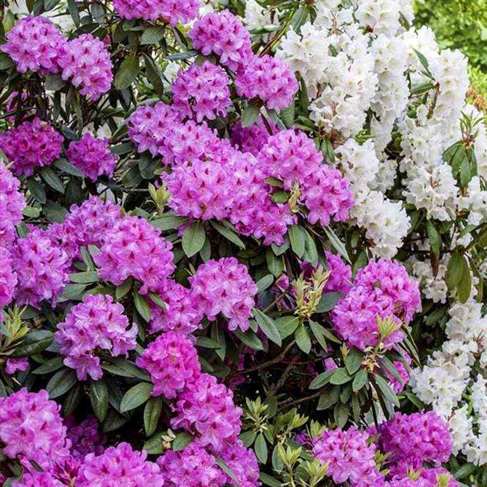 Azaleea japoneza (Rhododendron) Roseum Elegans, cu flori roz-lila