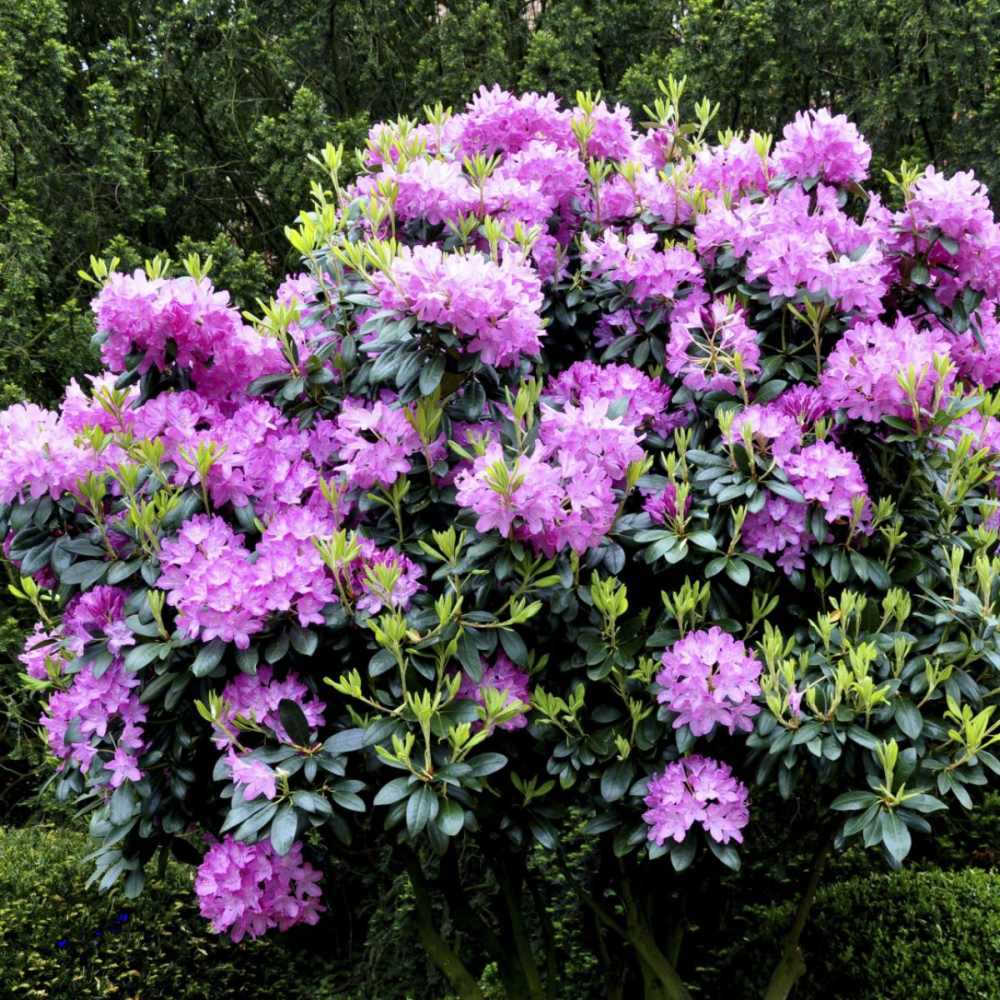 Azaleea japoneza (Rhododendron) Roseum Elegans, cu flori roz-lila