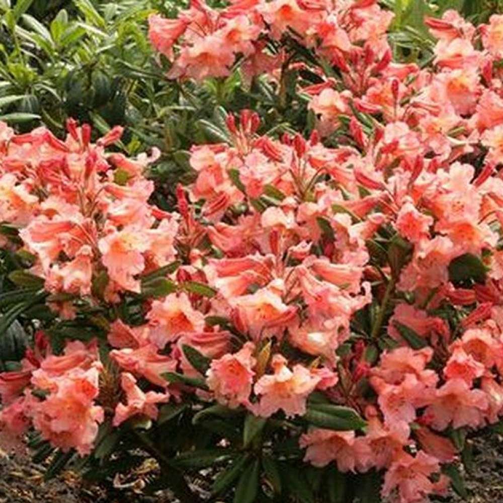 Azaleea japoneza (Rhododendron) Tortoiseshell Orange, cu flori portocalii