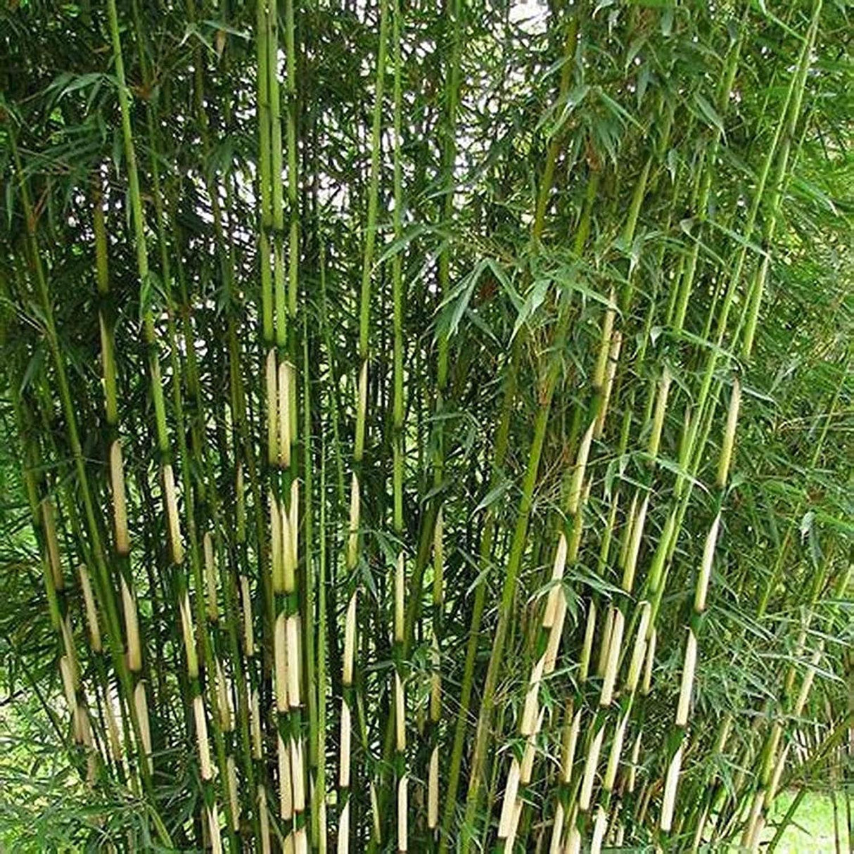Bambus de gradina Campbell (Fargesia Robusta Campbell) - Neinvaziv