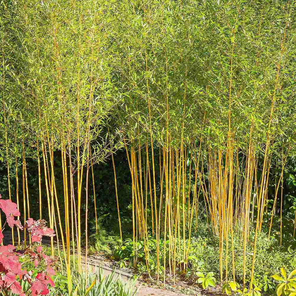 Bambus de Gradina Auriu (Phyllostachys Aurea), tulpini galbene, rezistent la frig, gard viu dens, crestere rapida