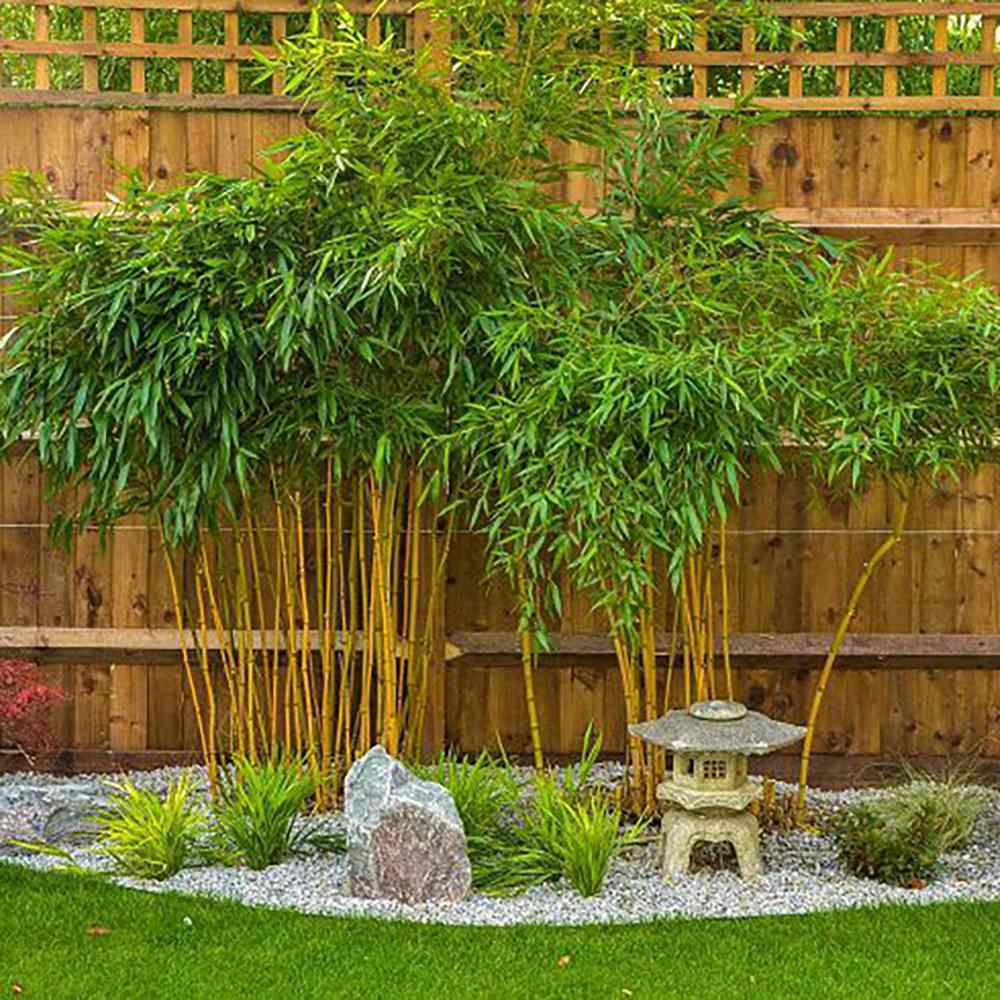 Bambus de Gradina Auriu (Phyllostachys Aurea), tulpini galbene, rezistent la frig, gard viu dens, crestere rapida
