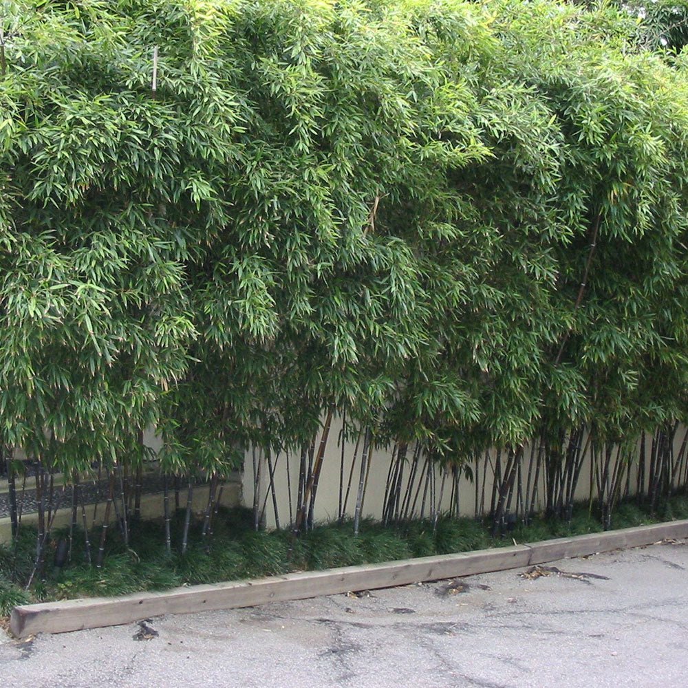 Bambus de Gradina Negru (Phyllostachys Nigra), cu Tijje negre