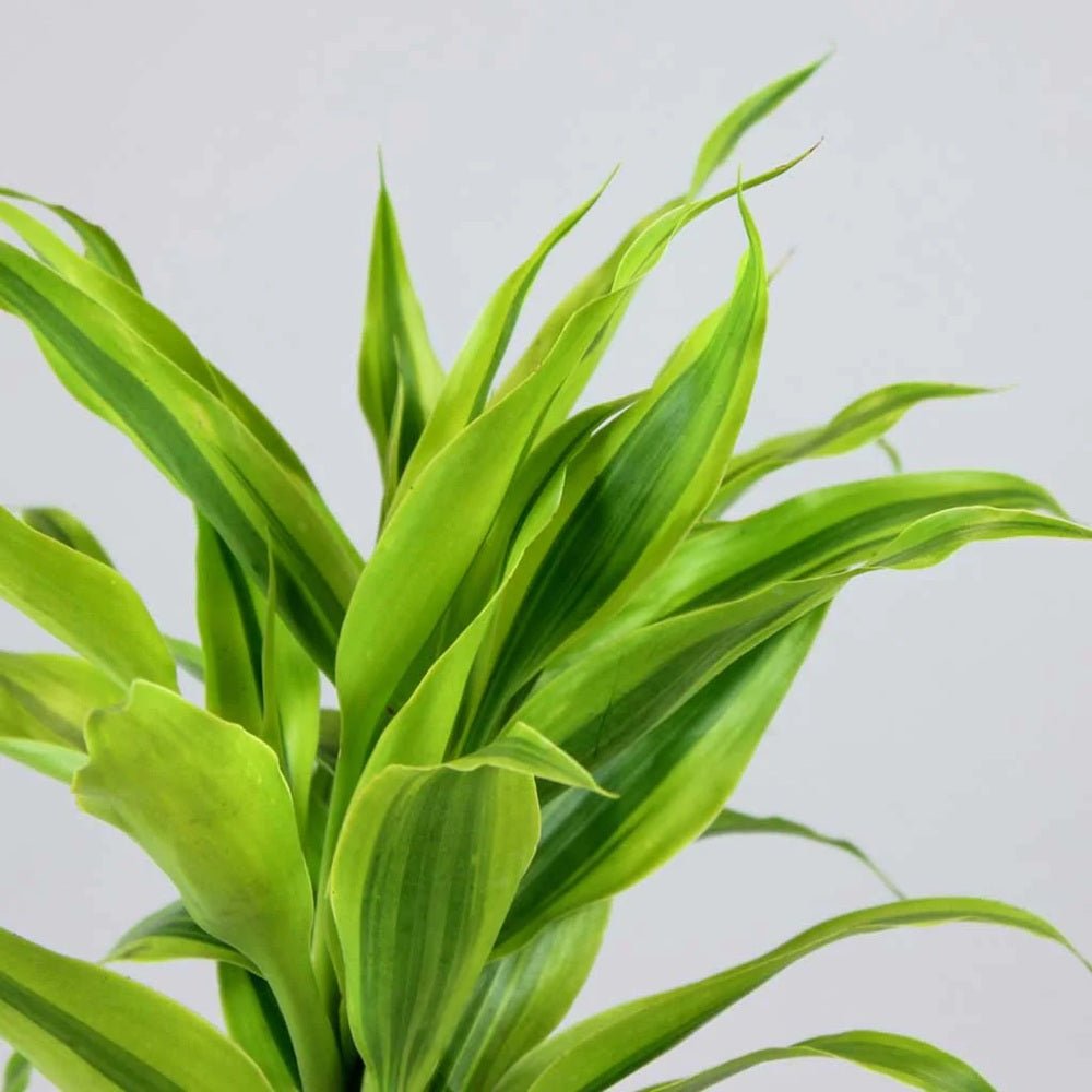 Bambus Norocos/Lucky Dracaena Lemon Lime - 5 tulpini impletite
