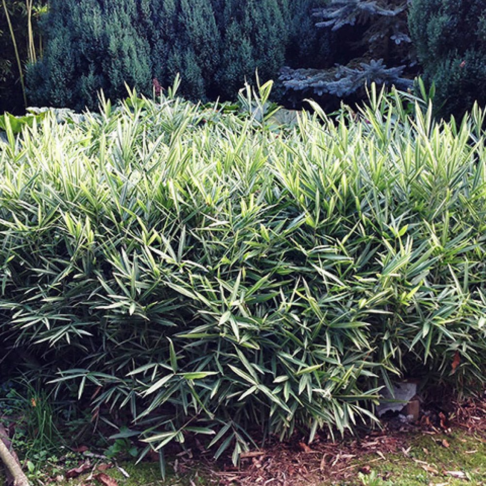 Bambus Pitic (Pleioblastus) Variegat