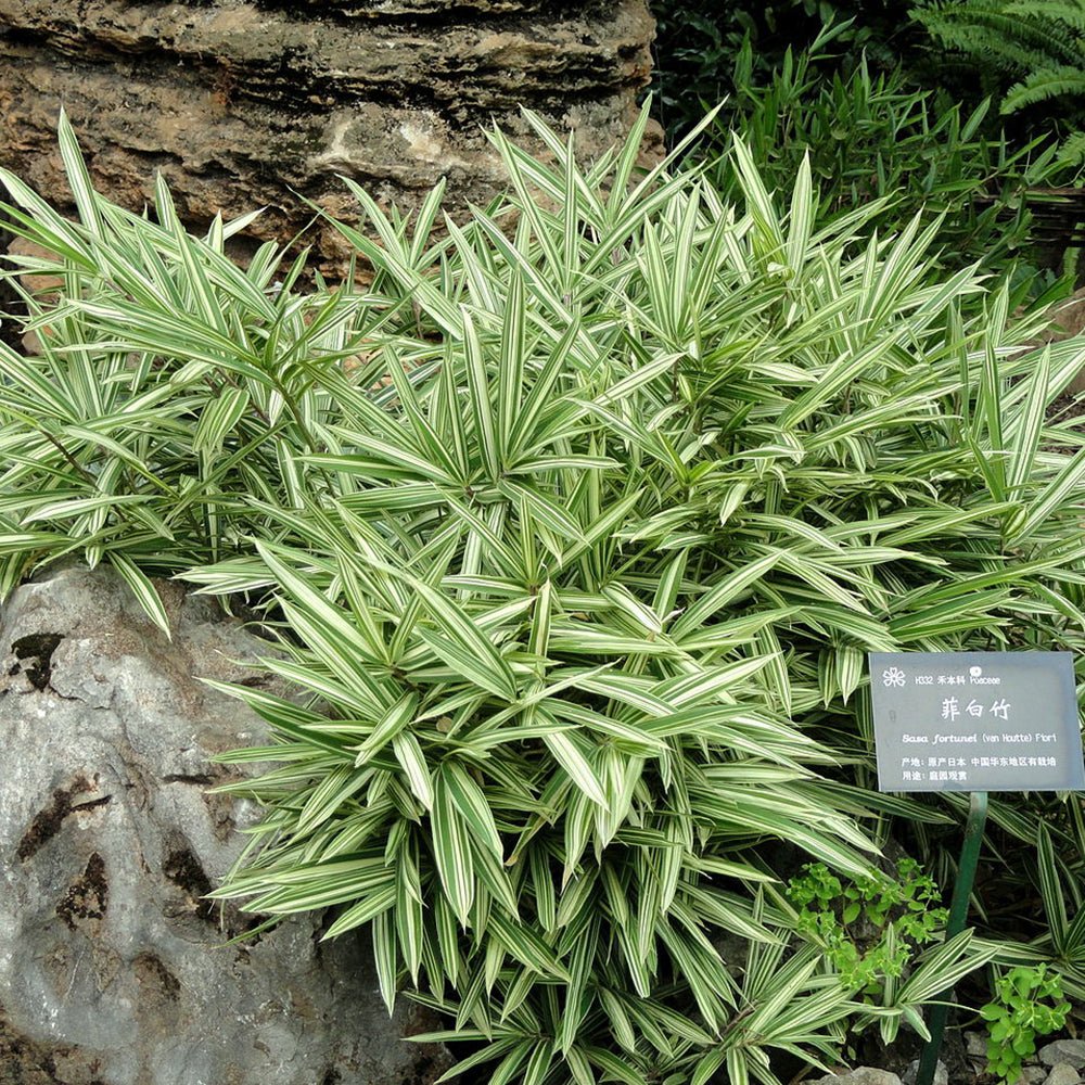 Bambus Pitic (Pleioblastus) Variegat