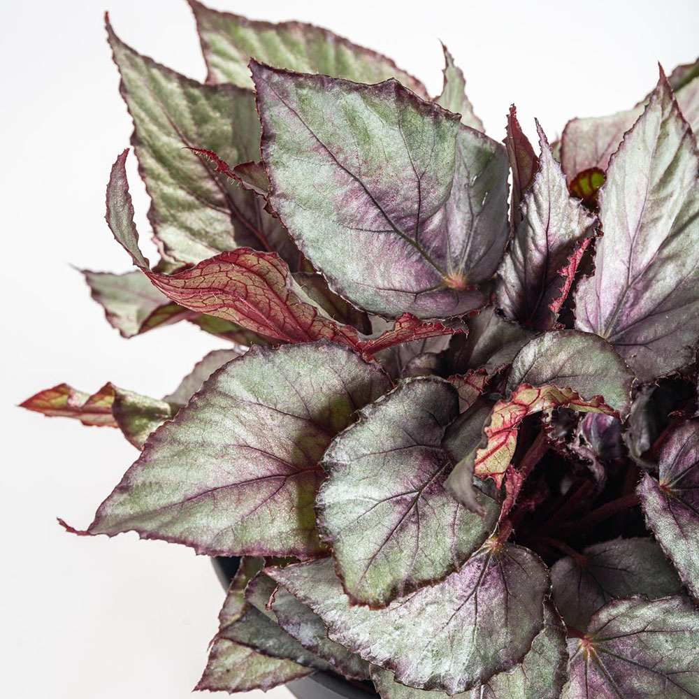 Begonia Maori Haze, cu frunze decorative verde-argintiu si venatii roz