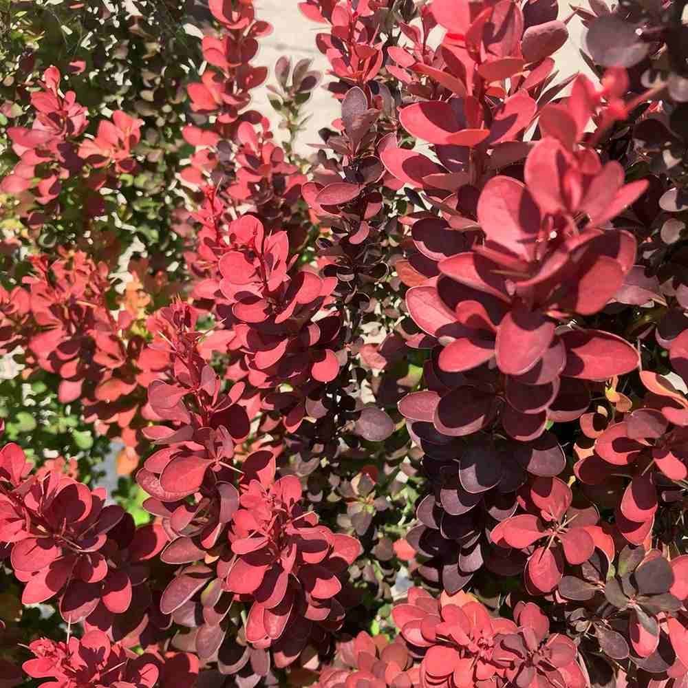 Dracila Berberis Japoneza Red Rocket, arbust decorativ rosu intens, rapid crescator