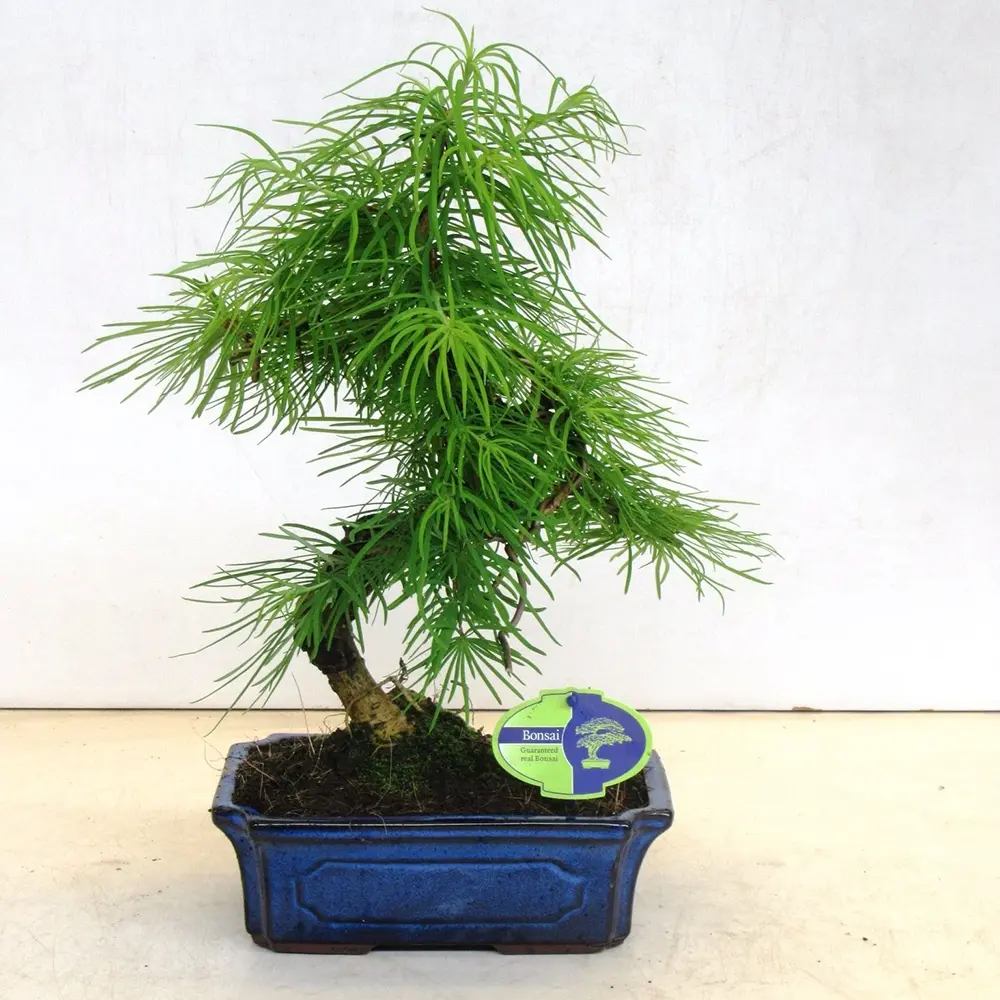 Aranjament Bonsai cu Zada Aurie Chinezeasca (Pseudolarix amabilis), 50 cm, bonsai mini copac, cu fruzis auriu, cadou perfect