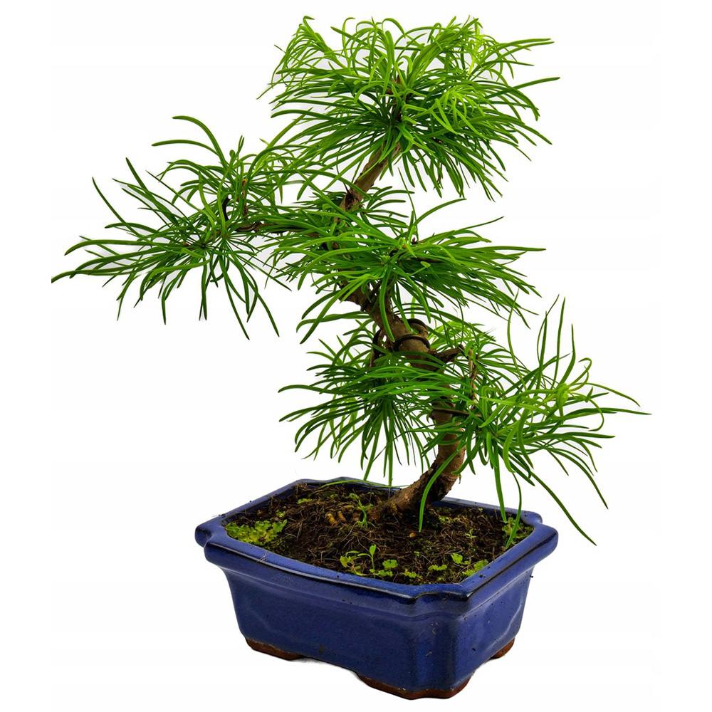 Aranjament Bonsai cu Zada Aurie Chinezeasca (Pseudolarix amabilis), 50 cm, bonsai mini copac, cu fruzis auriu, cadou perfect