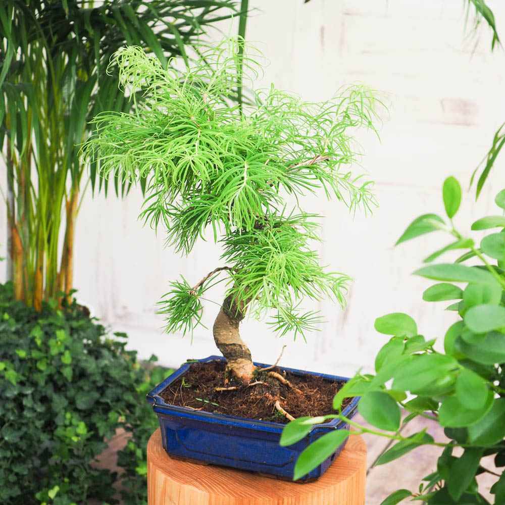 Aranjament Bonsai cu Zada Aurie Chinezeasca (Pseudolarix amabilis), 50 cm, bonsai mini copac, cu fruzis auriu, cadou perfect