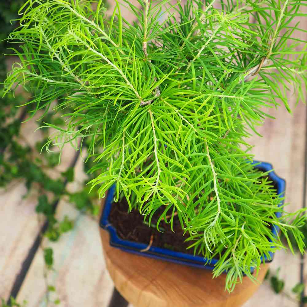 Aranjament Bonsai cu Zada Aurie Chinezeasca (Pseudolarix amabilis), 50 cm, bonsai mini copac, cu fruzis auriu, cadou perfect