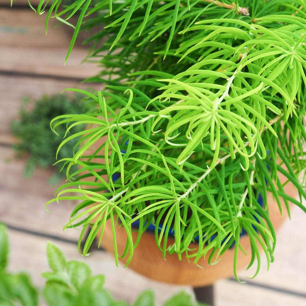 Aranjament Bonsai cu Zada Aurie Chinezeasca (Pseudolarix amabilis), 50 cm, bonsai mini copac, cu fruzis auriu, cadou perfect
