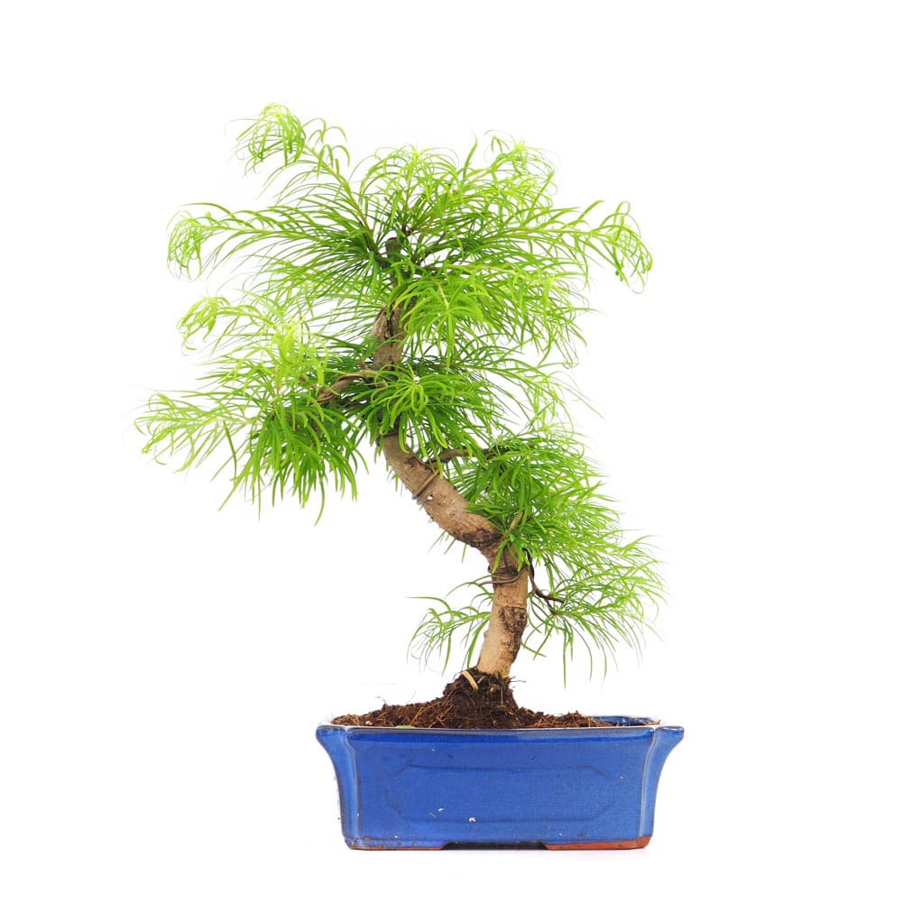 Aranjament Bonsai cu Zada Aurie Chinezeasca (Pseudolarix amabilis), 50 cm, bonsai mini copac, cu fruzis auriu, cadou perfect