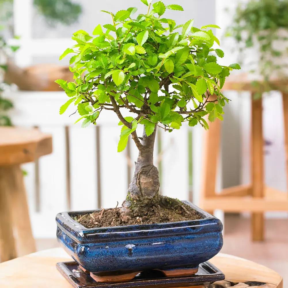 Aranjament Bonsai Ulm Japonez Zelkova, 25 cm, bonsai copac mini, frunzis zimtat, cadou perfect
