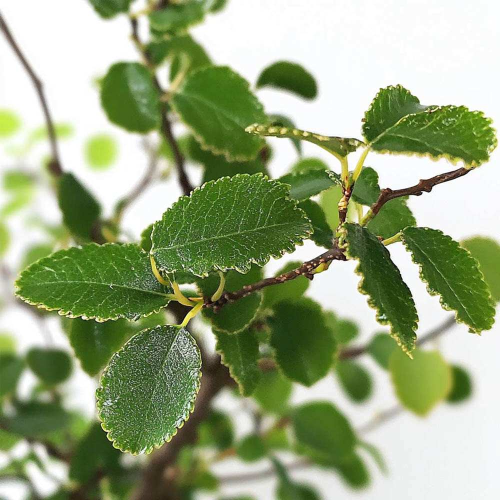 Aranjament Bonsai Ulm Japonez Zelkova, 25 cm, bonsai copac mini, frunzis zimtat, cadou perfect