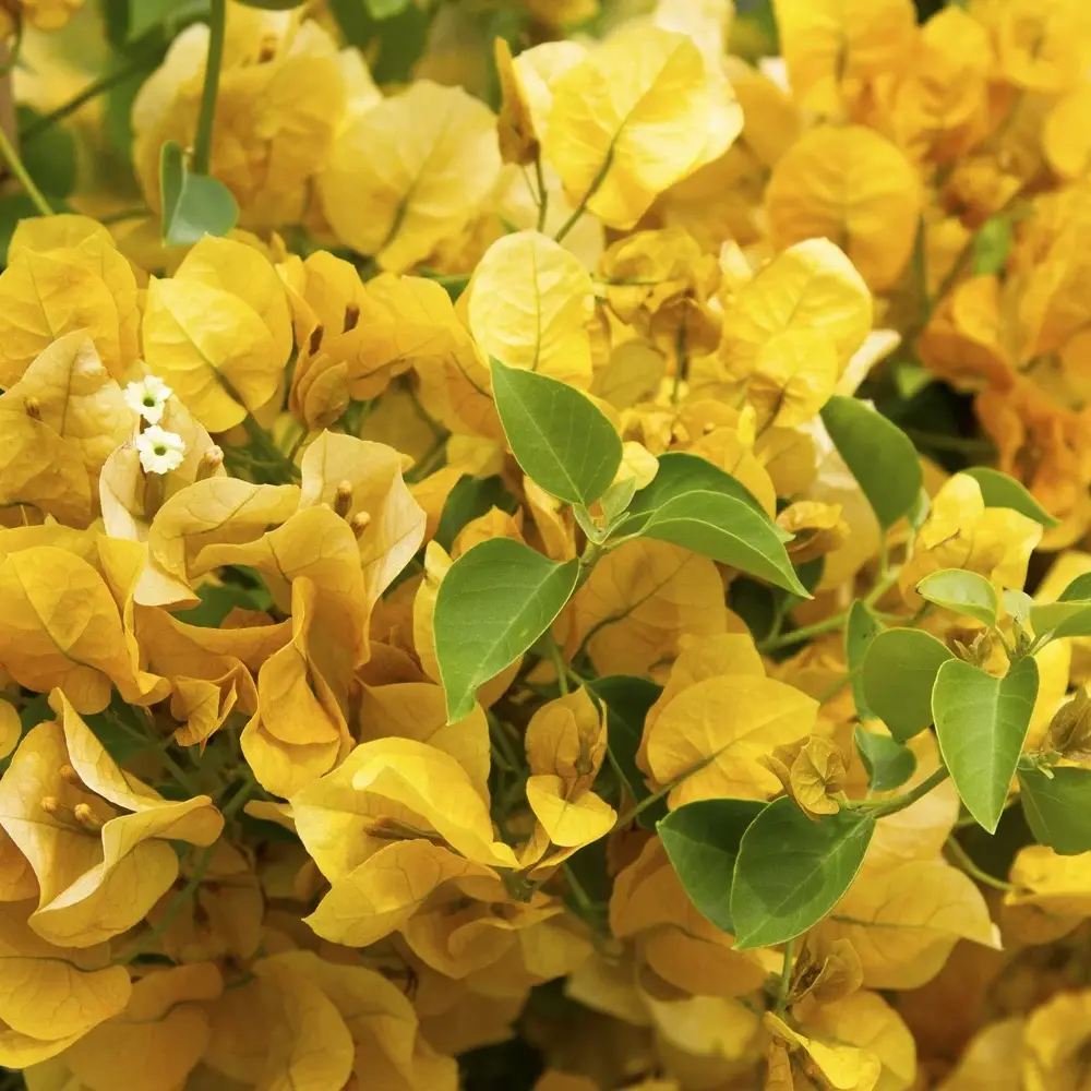 Floarea de Hartie Bougainvillea, cu flori galbene, inflorire abundenta, planta curgatoare rapida pentru terase si ghivece mari