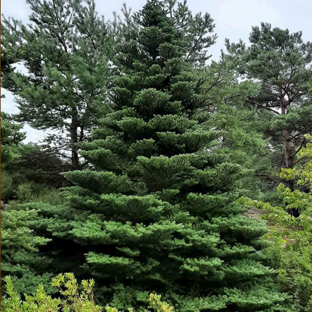 Brad Corean (Abies Koreana), cu conuri purpurii albastre