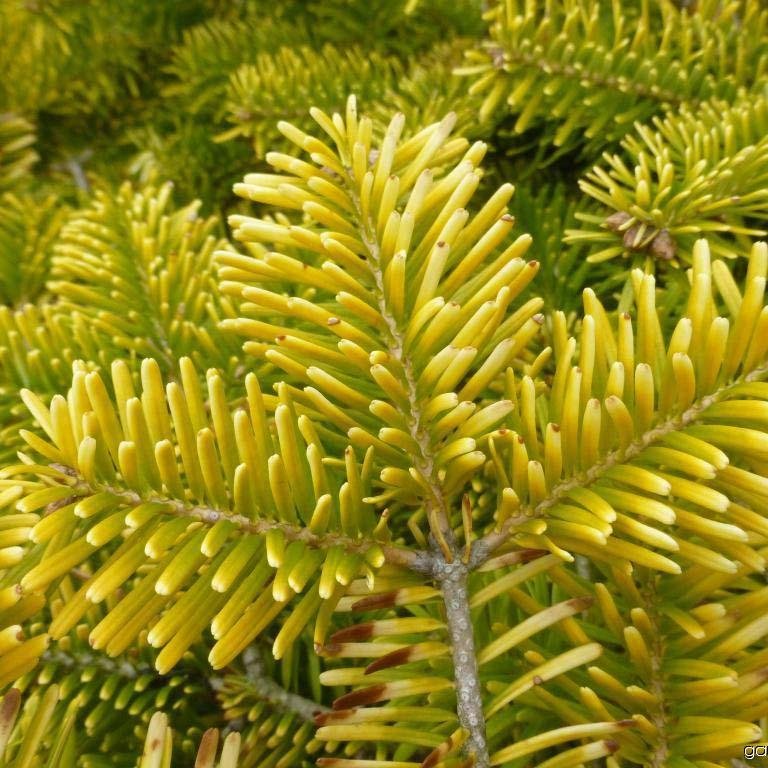Brad Nordmann Auriu Golden Spreader (Abies Nordmanniana aurea)