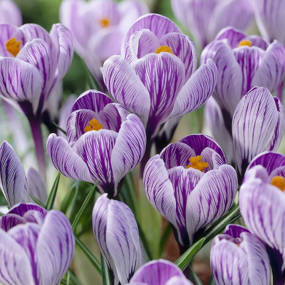 Branduse (Crocus) King of Striped - ghiveci cu 5 bulbi