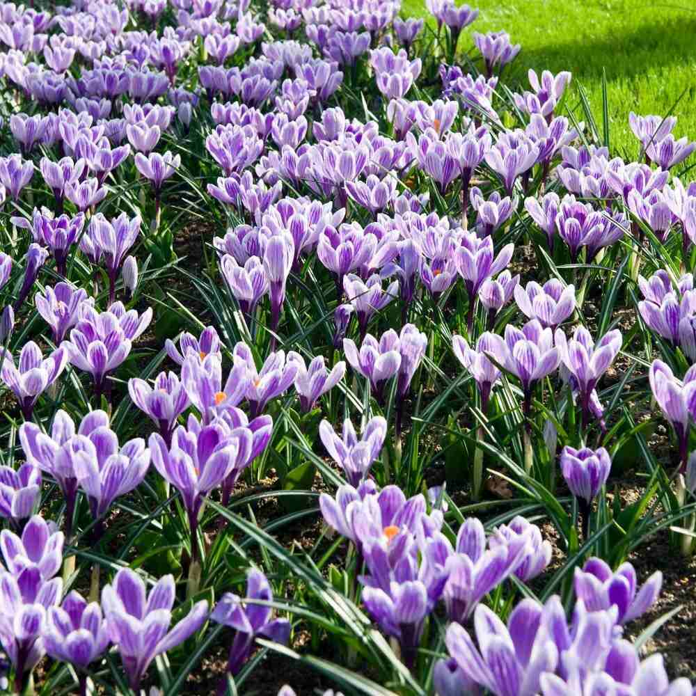 Branduse (Crocus) King of Striped - ghiveci cu 5 bulbi