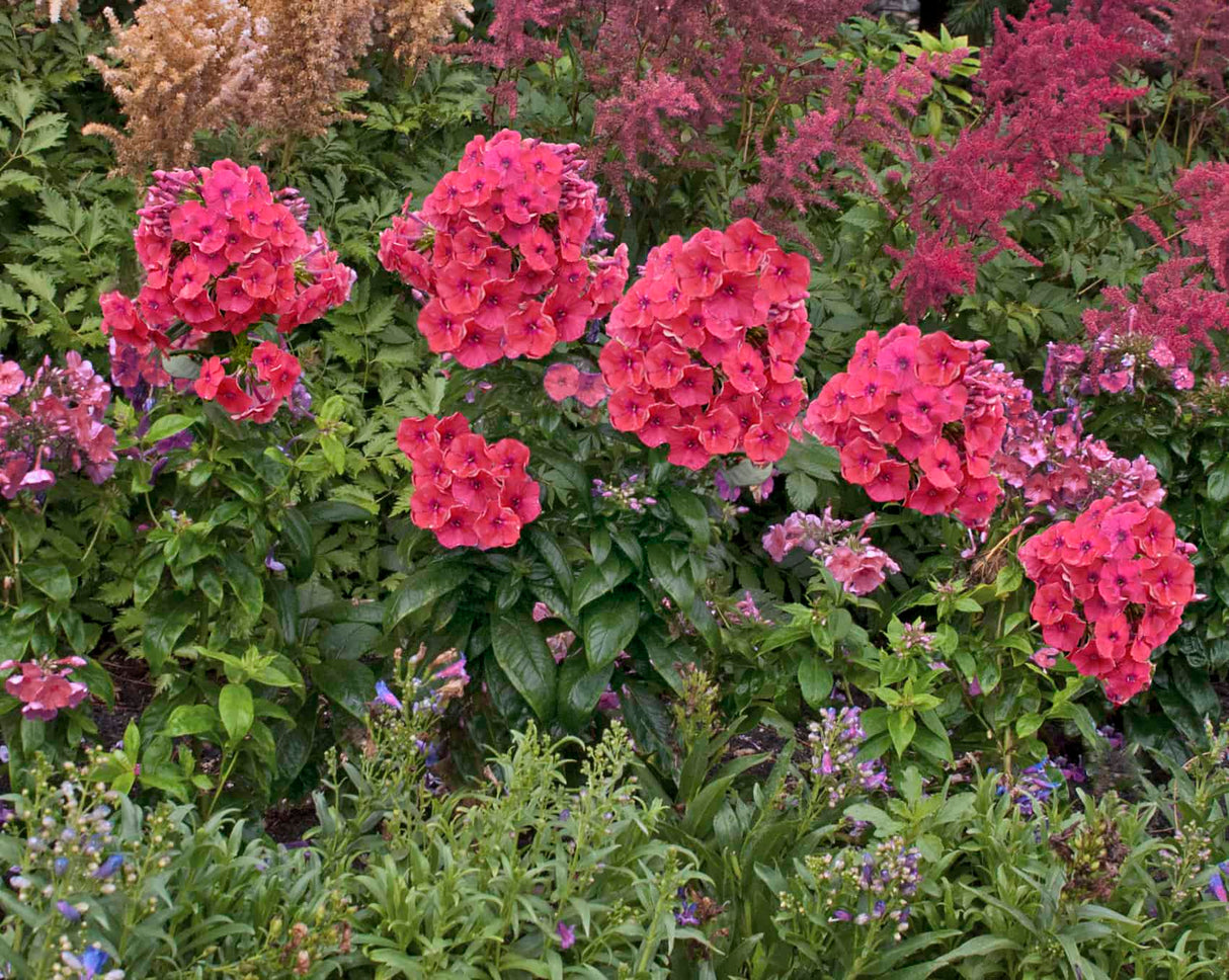 Brumarele Early Red