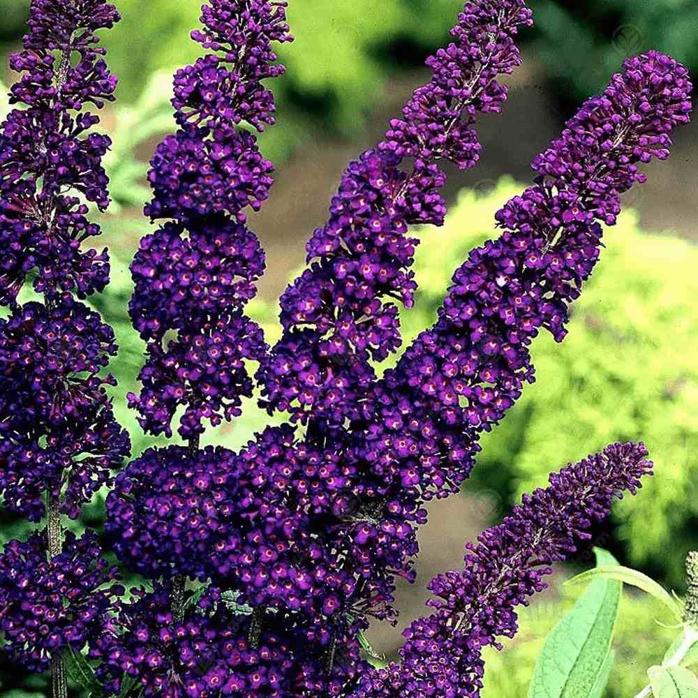 Liliac de Vara Black Knight (Buddleja), arbust decorativ cu flori violet-inchis foarte parfumate, crestere rapida, iubitor de soare