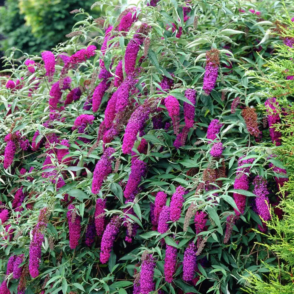 Liliac de Vara Border Beauty (Buddleja), arbust ornamental cu flori mov-violet parfumate, crestere rapida, iubitor de soare, atrage fluturi