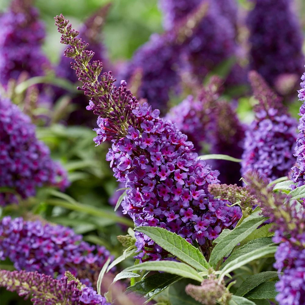 Nyáriorgona 'Butterfly Candy Little Purple' – kompakt, pillangócsalogató cserje