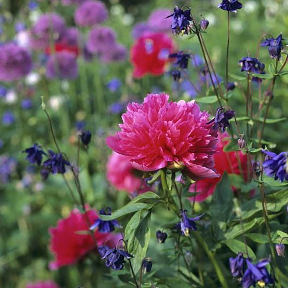 Bujor arbustiv nobil Rosea Plena, cu flori roz-plin