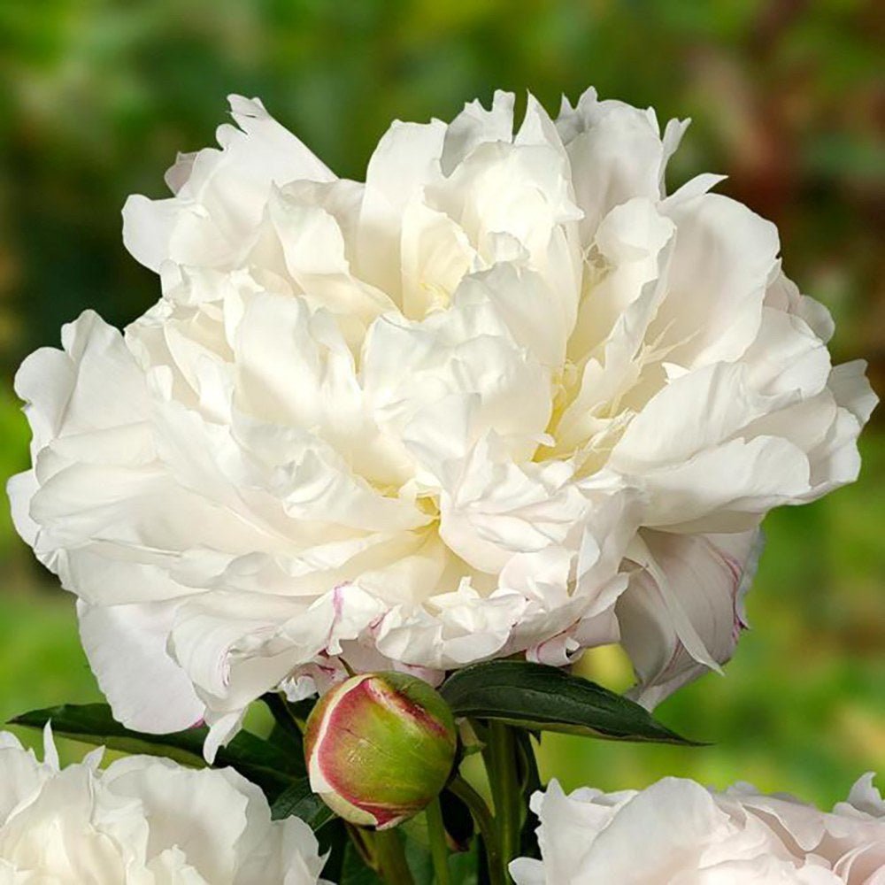 Bujor arbustiv nobil Shirley Temple, cu flori albe roz-pal si parfum intens