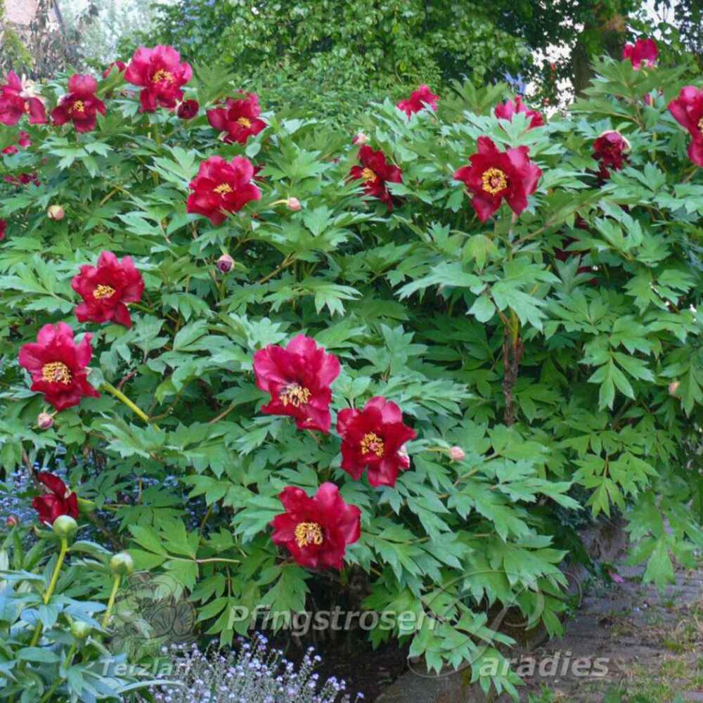 Bujor Hibrid Itoh Scarlet Heaven, cu flori rosu-inchis