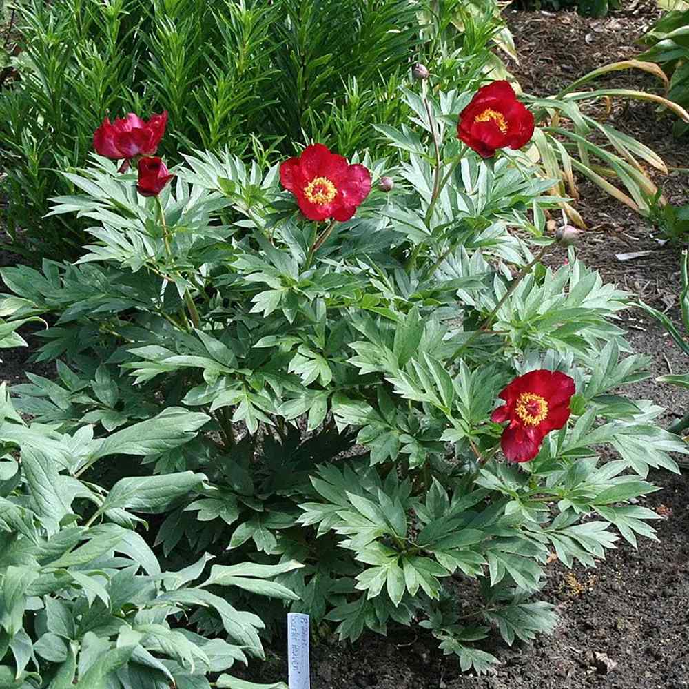 Bujor Hibrid Itoh Scarlet Heaven, cu flori rosu-inchis