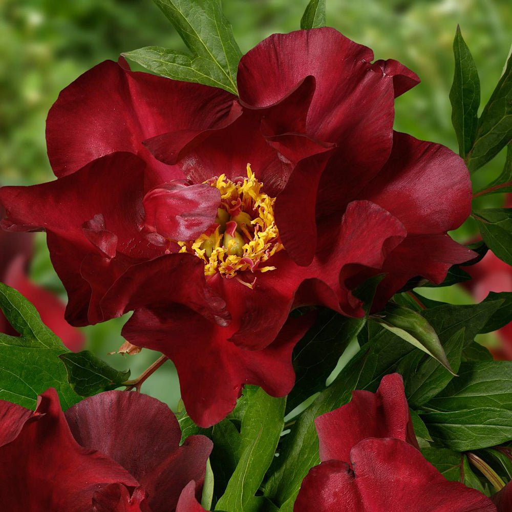 Bujor Hibrid Itoh Scarlet Heaven, cu flori rosu-inchis