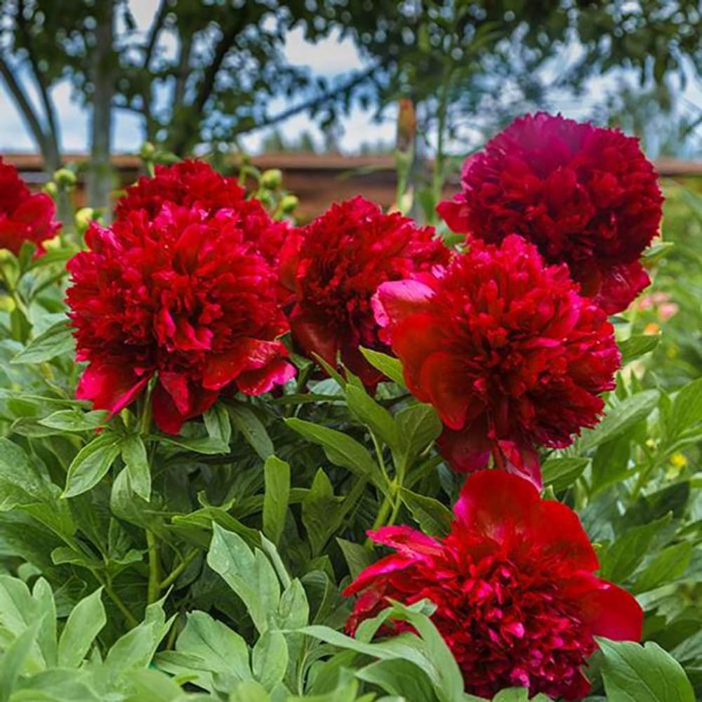 Bazsarózsa 'Red Magic' – intenzív piros, dús virágú évelő