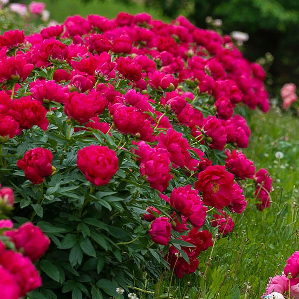 Rizom/Radacina Bujor rosu Red Sarah Bernhardt (1 Buc.)